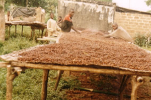 grani-di-cacao-in-maturazione